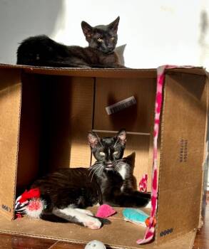 Domestic Short Hair Cats Available for Adoption - Scooby (and Shaggy) | PetCurious