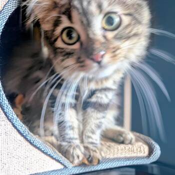 LEVI -  Domestic Medium Hair Cat for Adoption in Long Beach, California - LEVI | PetCurious