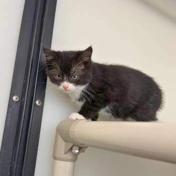Rescue Domestic Medium Hair Cats for Adoption in Ridgway, Colorado - Penguin | PetCurious