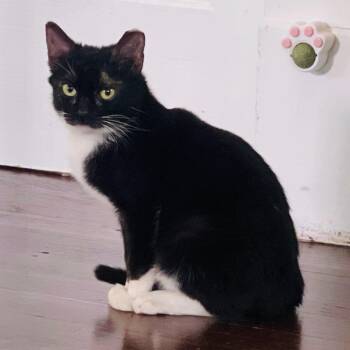 Domestic Short Hair Cats Available for Adoption in Waco, Texas - Dude Jr | PetCurious