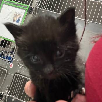 Domestic Medium Hair Cats Available for Adoption in Taos, New Mexico - Freddy | PetCurious