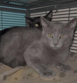 Slinky -  Domestic Short Hair Cat for Adoption in Syracuse, New York - Slinky | PetCurious