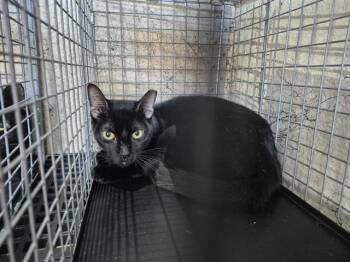 Rescue Domestic Short Hair Cats for Adoption in Fort Lauderdale, Florida - A2449363 | PetCurious