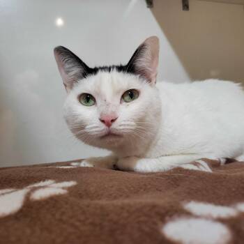 Milkshake -  Domestic Short Hair Cat for Adoption in East Brunswick, New Jersey - Milkshake | PetCurious