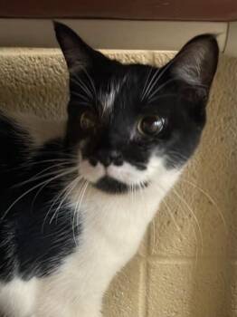 Bindi -  American Shorthair Cat for Adoption in Fort Payne, Alabama - Bindi | PetCurious