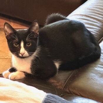 Rescue Domestic Short Hair Cats for Adoption in Bulverde, Texas - Chess | PetCurious