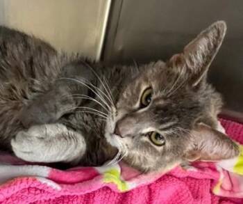 Domestic Short Hair Cats Available for Adoption in Mount Pleasant, Iowa - Miss Kitty | PetCurious