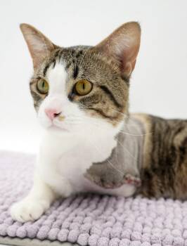 Tabby and Turkish Van Cats Available for Adoption in Bedford Hills, New York - Milo Is A TRIPOD Angel - Wow This Is Special Cuddle Boy | PetCurious
