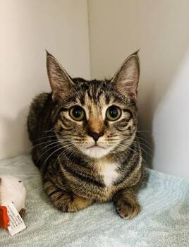 Domestic Short Hair Cats Available for Adoption - Pearl | PetCurious