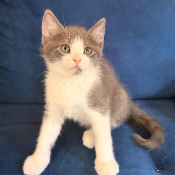 Amber Allen-CA -  Domestic Short Hair Cat for Adoption in Tallahassee, Florida - Amber Allen-CA | PetCurious