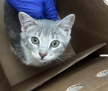 DOUG -  Domestic Short Hair Cat for Adoption in Dallas, Texas - DOUG | PetCurious