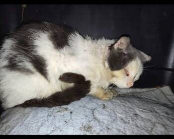 Reggie -  Domestic Short Hair Cat for Adoption in Cromwell, Kentucky - Reggie | PetCurious