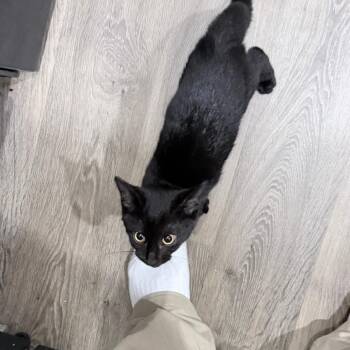 Zero -  Domestic Short Hair Cat for Adoption in Greensboro, North Carolina - Zero | PetCurious