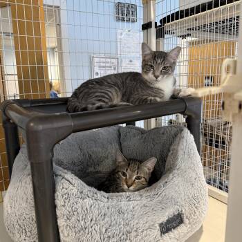 Katniss & Peeta -  Domestic Short Hair Cat for Adoption in Clifton, New Jersey - Katniss & Peeta | PetCurious