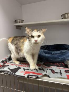 Domestic Medium Hair Cats Available for Adoption in Bolivar, Missouri - Tallulah | PetCurious