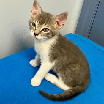 Pickle -  Domestic Short Hair Cat for Adoption in Gastonia, North Carolina - Pickle | PetCurious