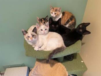KITTY WELLS -  Siamese Cat for Adoption in Tustin, California - KITTY WELLS | PetCurious