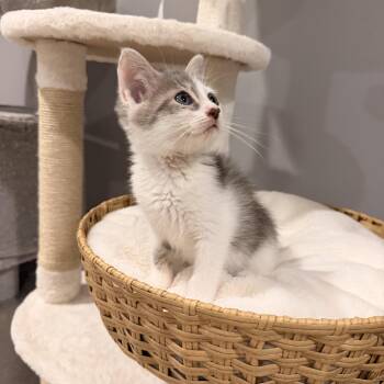 Reef -  Domestic Short Hair Cat for Adoption in Thornwood, New York - Reef | PetCurious