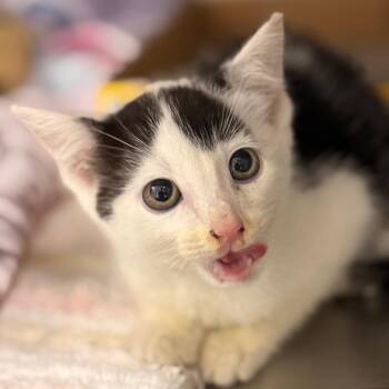 Garner -  Domestic Short Hair Cat for Adoption in Cumming, Georgia - Garner | PetCurious
