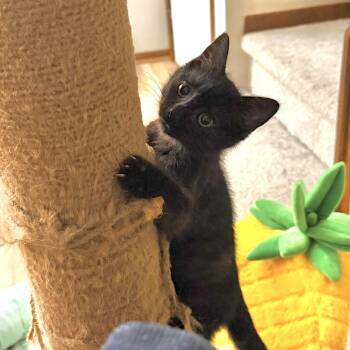 Exclamation Mark -  Domestic Short Hair Cat for Adoption in Elyria, Ohio - Exclamation Mark | PetCurious