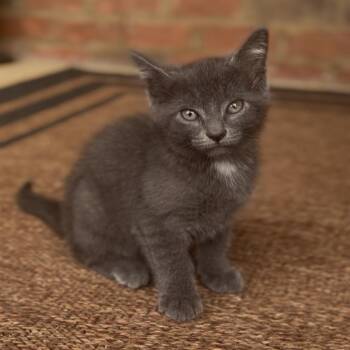Princess Aurora -  Domestic Short Hair Cat for Adoption in Huntsville, Alabama - Princess Aurora | PetCurious