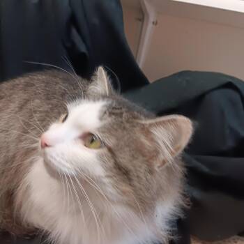 Maine Coon Cats Available for Adoption - Rachel  | PetCurious