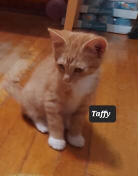 Taffy -  Domestic Short Hair Cat for Adoption in Chicago, Illinois - Taffy | PetCurious