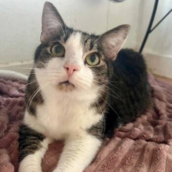 Earl -  Domestic Short Hair Cat for Adoption in Pittsboro, North Carolina - Earl | PetCurious