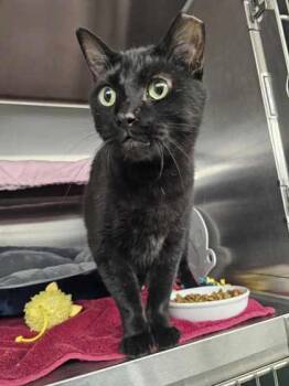 Domestic Short Hair Cats Available for Adoption in Munster, Indiana - Batman | PetCurious