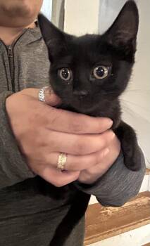 Penelope Napa Petco -  Bombay Cat for Adoption in Napa, California - Penelope Napa Petco | PetCurious