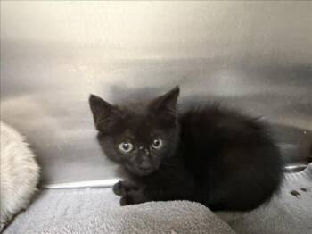 RAVEN -  Domestic Short Hair Cat for Adoption in Santa Fe, New Mexico - RAVEN | PetCurious