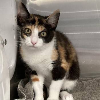 Lana -  Domestic Short Hair Cat for Adoption in Hawthorne, California - Lana | PetCurious