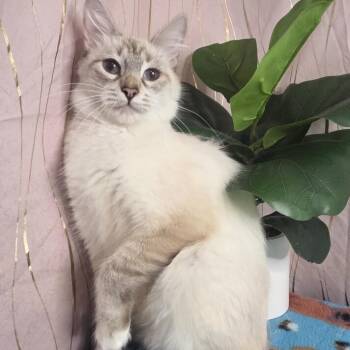 Siamese and American Bobtail Cats Available for Adoption - Mirelda | PetCurious