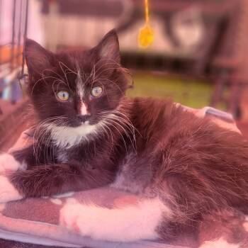 Hootie -  Domestic Long Hair Cat for Adoption in Rochester, Minnesota - Hootie | PetCurious