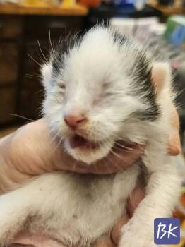 BK -  Domestic Short Hair Cat for Adoption in Poplar Grove, Illinois - BK | PetCurious