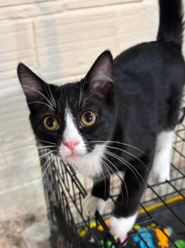 Mayzie -  Domestic Short Hair Cat for Adoption in Sioux Falls, South Dakota - Mayzie | PetCurious