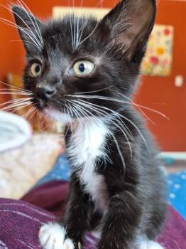 Freddie -  Domestic Short Hair Cat for Adoption in Gardnerville, Nevada - Freddie | PetCurious