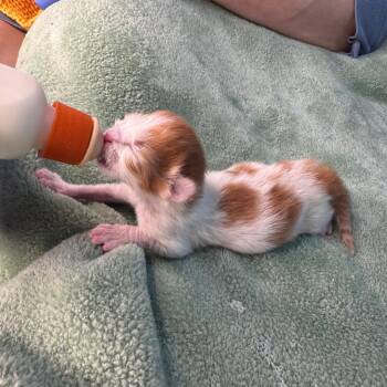 Domestic Short Hair Cats Available for Adoption in San Antonio, Texas - Moss | PetCurious