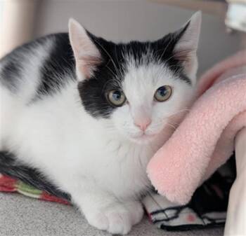 SRIRACHA -  Domestic Short Hair Cat for Adoption in Canfield, Ohio - SRIRACHA | PetCurious