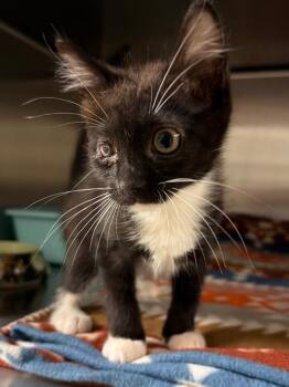 Squirrel (Petco) -  Domestic Short Hair Cat for Adoption in Ocala, Florida - Squirrel (Petco) | PetCurious
