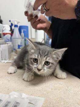 Beatrice -  Domestic Short Hair Cat for Adoption in Ontario, California - Beatrice | PetCurious