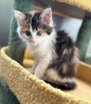 Rescue Domestic Short Hair Cats for Adoption in Minneapolis, Minnesota - Fern C4743 | PetCurious