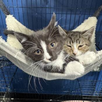 Mercedes & Martin -  Domestic Short Hair Cat Available for Adoption in Mendham, New Jersey - Mercedes & Martin | PetCurious