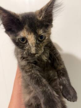 Mavis -  Domestic Medium Hair Cat for Adoption in Sanford, North Carolina - Mavis | PetCurious