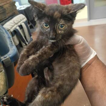 Ventura -  Domestic Long Hair Cat for Adoption in Lynchburg, Virginia - Ventura | PetCurious