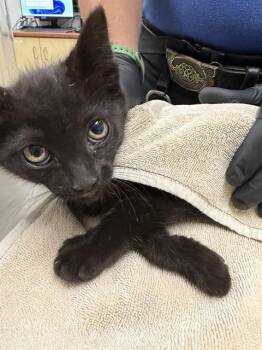A882707 -  Domestic Short Hair Cat for Adoption in Camarillo, California - A882707 | PetCurious