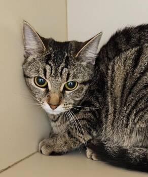 Nola -  Manx Cat for Adoption in Bloomington, Indiana - Nola | PetCurious
