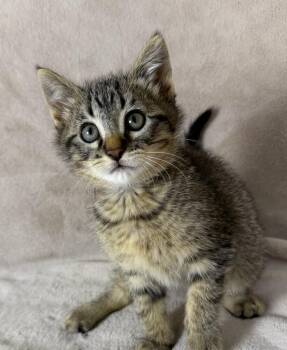 Sharky -  Domestic Short Hair Cat Available for Adoption in Salinas, California - Sharky | PetCurious