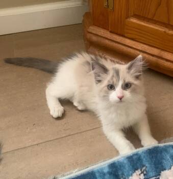 Fluffer - Pretty, Playful, and Planning His Escape -  Calico Cat for Adoption in Prescott, Arizona - Fluffer - Pretty, Playful, And Planning His Escape | PetCurious