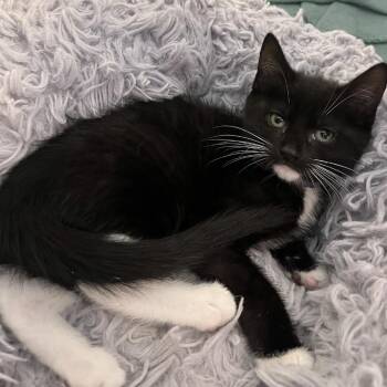 Domestic Short Hair Cats Available for Adoption in Brownsboro, Alabama - Tyrannosaurus Rex | PetCurious